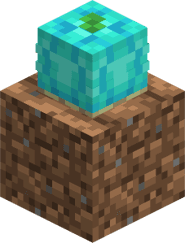 Shellfruit